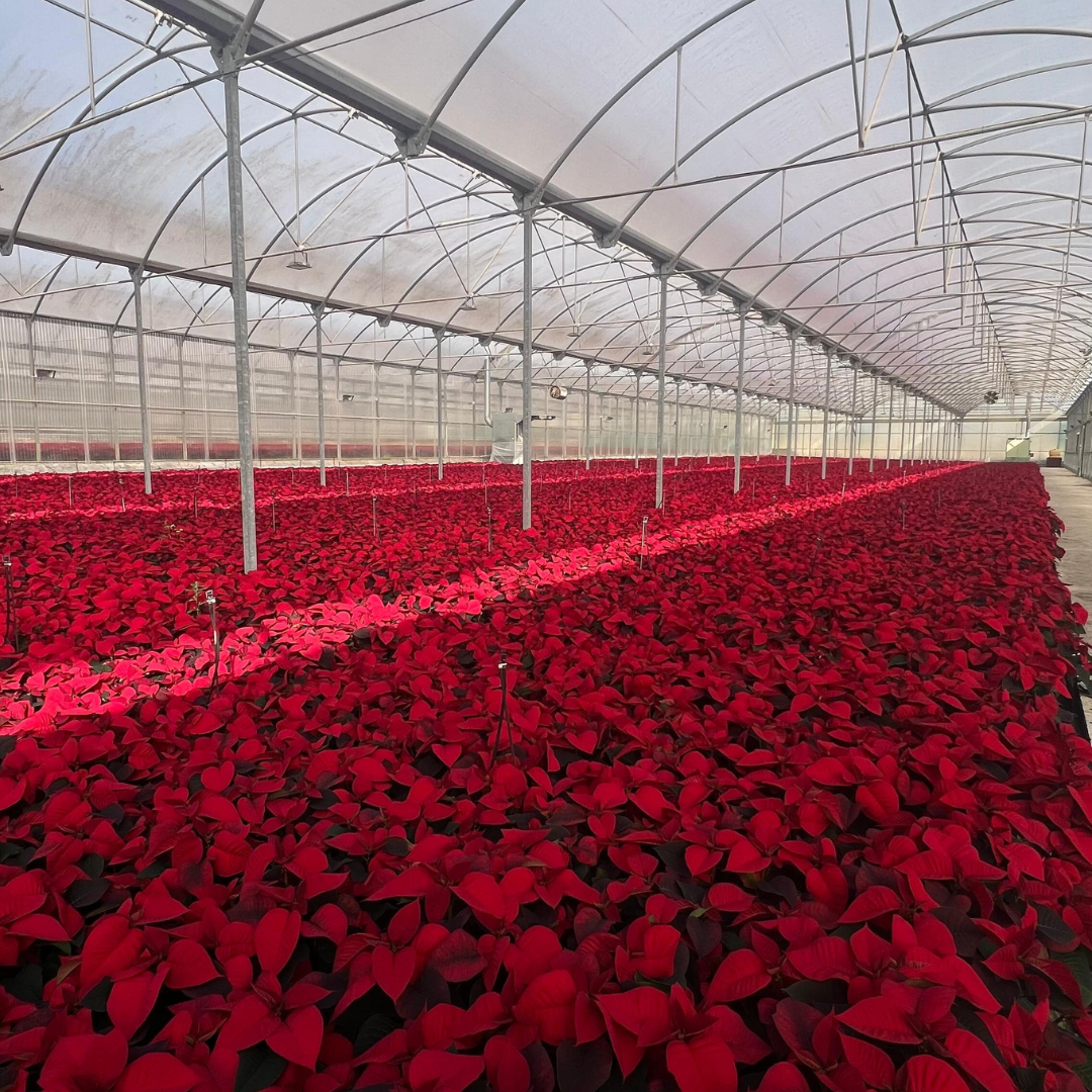 Las Poinsettias de Arribas Center: Belleza Natural desde el Maresme