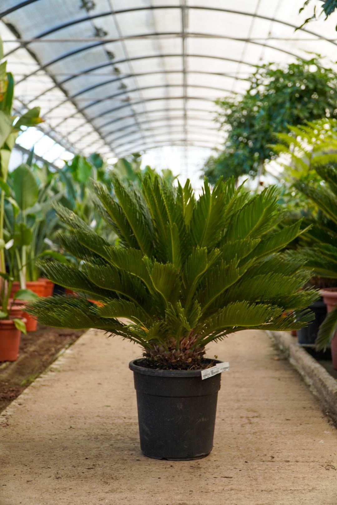 Descubre las Cycas Revoluta de Arribas Center: Elegancia y Resistencia